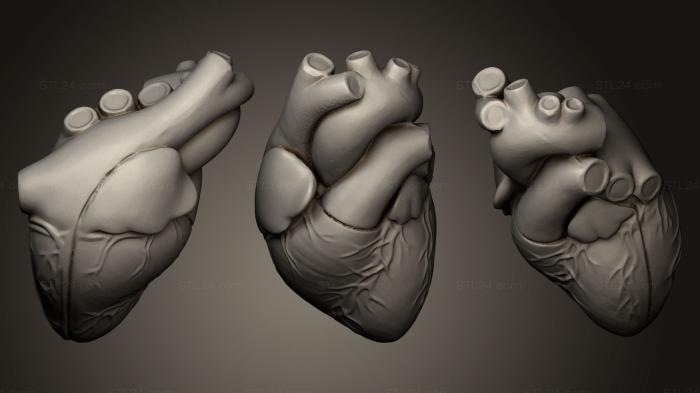 Anatomy of skeletons and skulls (Heart, ANTM_0138) 3D models for cnc